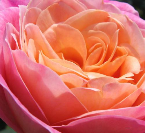 Chiang Mai Winter Palace (2)