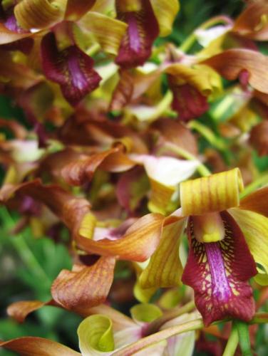 Singapore Botanic Gardens (3)