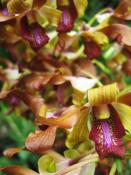 Singapore Botanic Gardens (3)