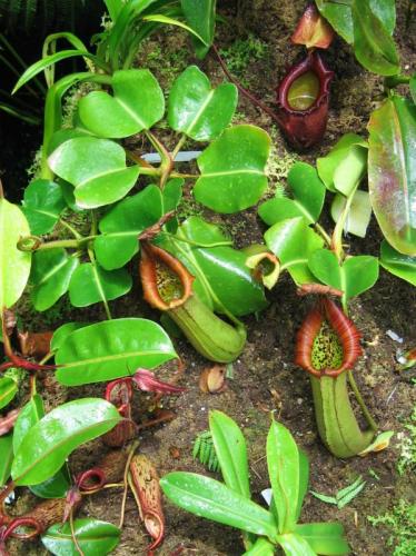 Singapore Botanic Gardens (Pitcher Plant 2)