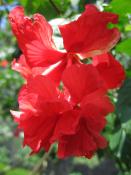 Kuala Lumpur Botanic Gardens (3)