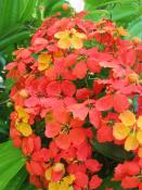 Kuala Lumpur Botanic Gardens (4)