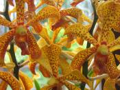 Kuala Lumpur Botanic Gardens (10)