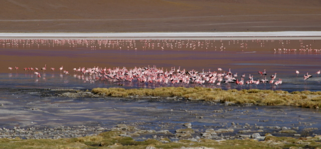 Bolivia, Laguna Colorada (3)