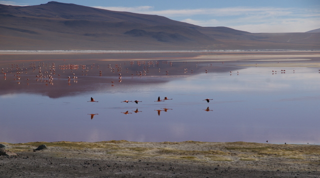 Bolivia, Laguna Colorada (2)