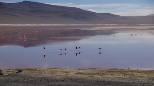 Bolivia, Laguna Colorada (2)